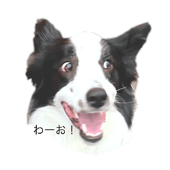 スパイクの日常スタンプ