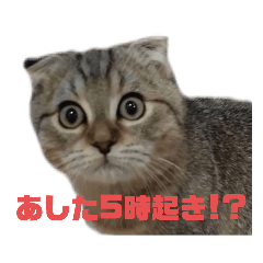 ちゃんぴえスタンプ7