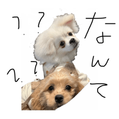 こはくとせんり