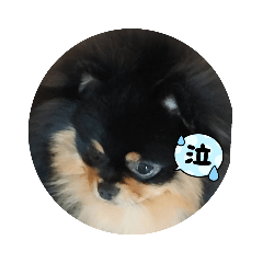 てんてん可愛い