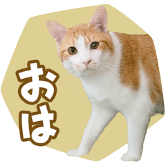 くつろぎ猫カフェnorara "ゆるふわ会話”