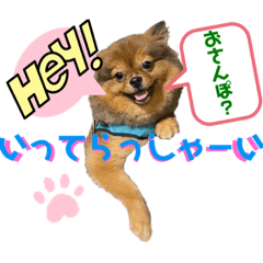 ポメラニアンのぽん太くん2