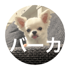 僕の名はルド吉2