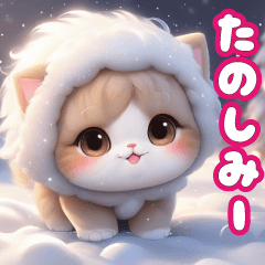 冬の思いやり スコティッシュフォールド達