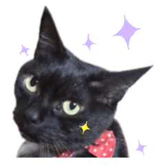 我が家のねこ様が可愛すぎる2