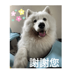 samoyed cotton candy