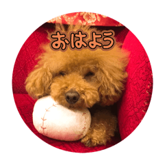 トイプードル　8種類   日常