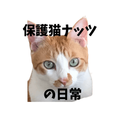保護猫ナッツの日常２