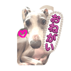 キュートなイタグレ