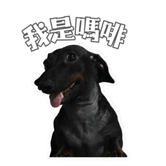 Dachshund Morphia's Daydreams 2.0