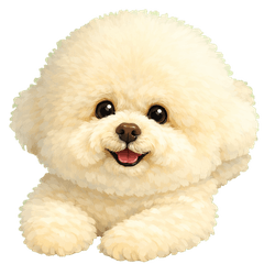 toy poodle nico white