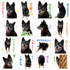 黒柴犬めぐのスタンプ