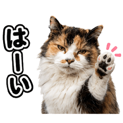 リアルもじゃもじゃねこの日常