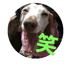 Mダックスのマミー