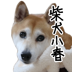 柴犬小春 Kohachannel実写