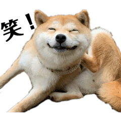 柴犬ちゃんぽん第2弾