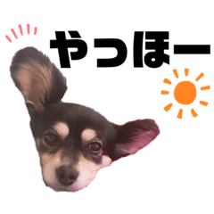 わんこず2〜ココ&ラッキー〜