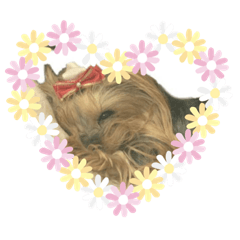 愛犬。その名もティアラ