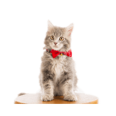 ねこのあんじぇろ