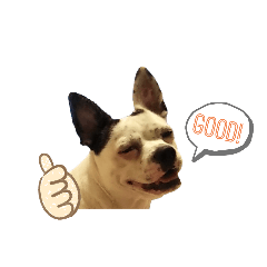 チワブルのごまさん