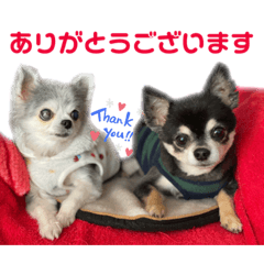 毎日使える！兄妹チワワの日常スタンプ