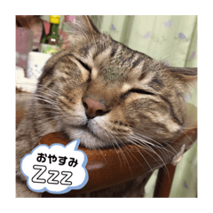 ゆかーしーすたんぷ