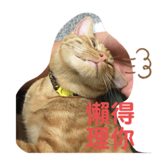 ORANGE CAT LIFE LIFE