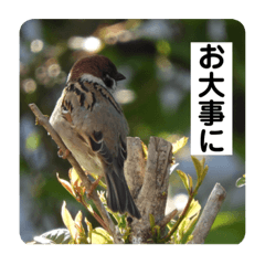 動物(鳥多め)と自然のスタンプ