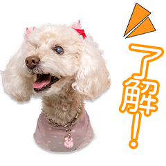 佐藤家のミルフィーユ ちゃん