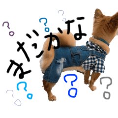 チワワだけど何か？笑