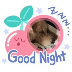 レオのまいにち