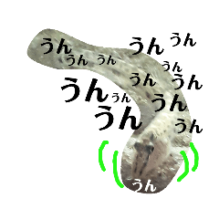 可愛いシマドジョウ4