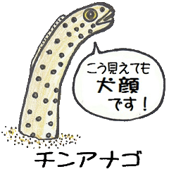 沖縄の海の生き物3