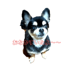 癒しのレンくん