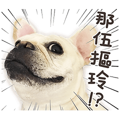 フレンチブルドッグモチちゃん(レアル)