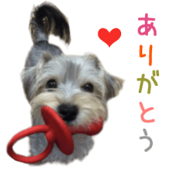 リアルDOG マルキー