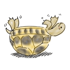 ヘルマンリクガメ