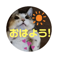 ネコちゃんの楽しいスタンプです！