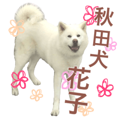 秋田犬 花子