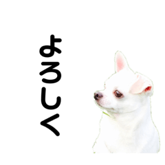 かわいいポチくん