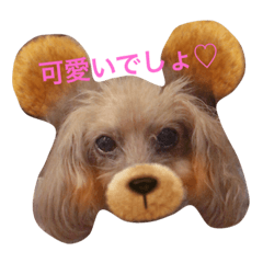 わんこの表情・気持ち