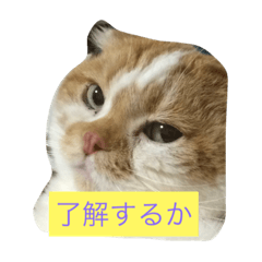 ツンデレマロンくん