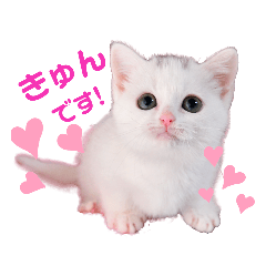 白猫写真スタンプ2 短足だってイイじゃん