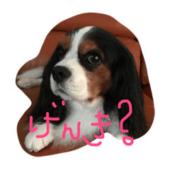 キャバリアのリア