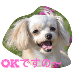 チワプーReiの百面相