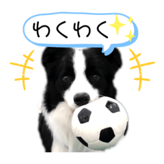 ボーダーコリー piqué