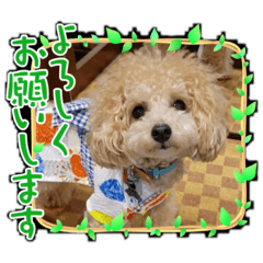 愛犬コロンのスタンプその1