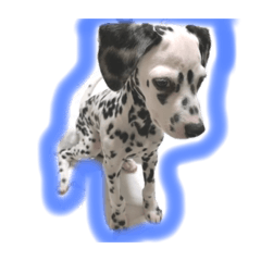 ダルメシアン・うちのあんこちゃん