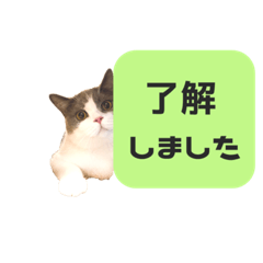 ねこのむた【文字入り】