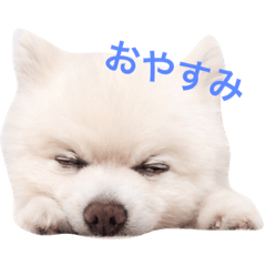 うちのぽめくん